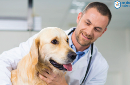 Học thú y nên cần có những tố chất gì để trở thành bác sỹ thú y giỏi?